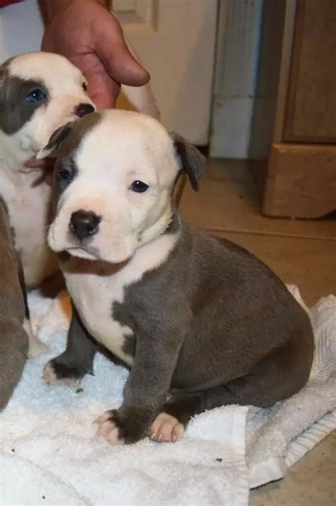 July 24, 2022 View more $ 3000. . Pitbull puppies for sale fort worth